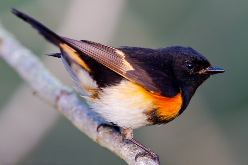 Setophaga ruticilla
