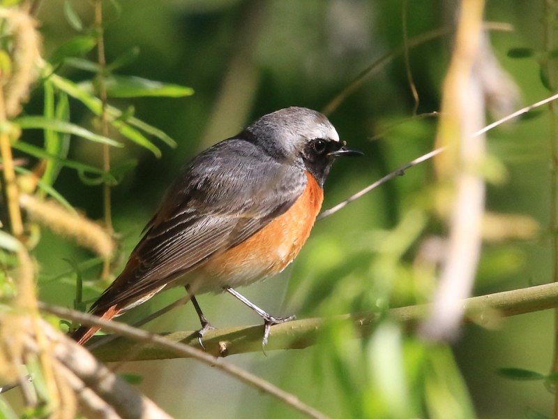 Обыкновенная горихвостка (Phoenicurus Phoenicurus)