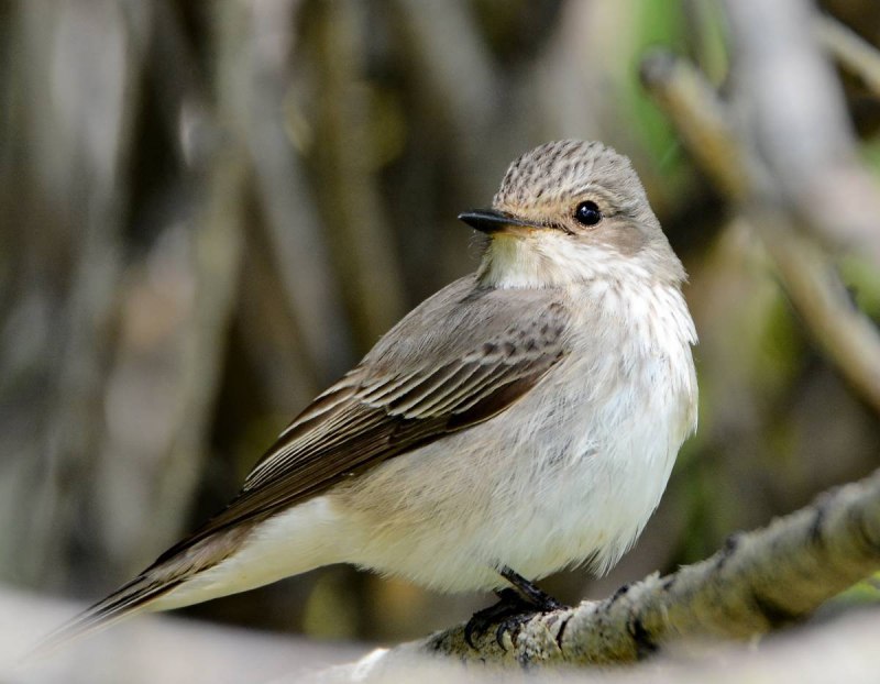 Вайт dove