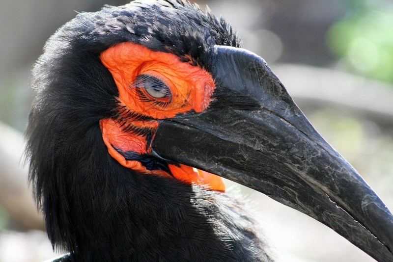 Ground Hornbill птица