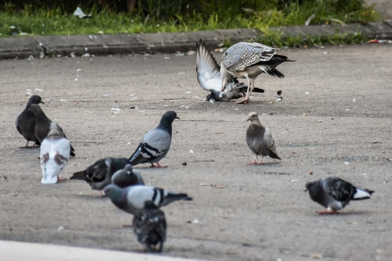 Ворона и голубь