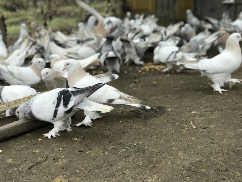 Драчливый голубь