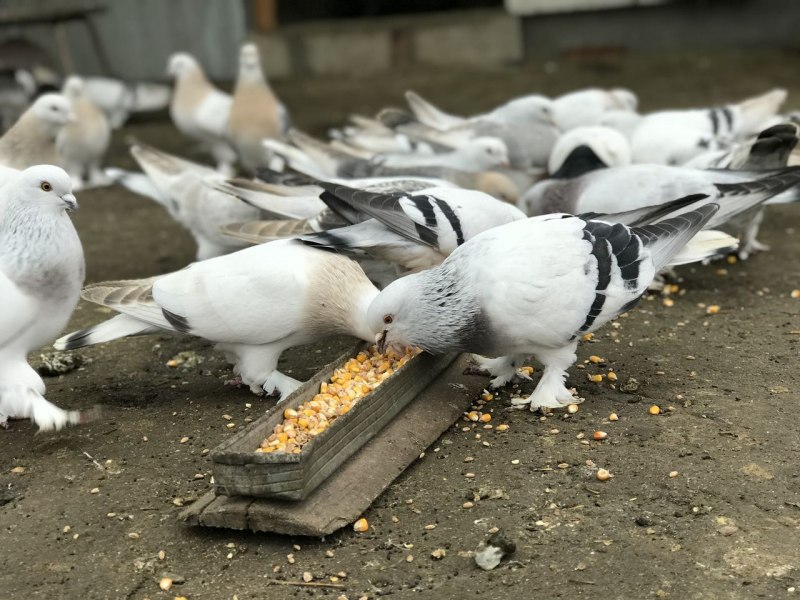 Чаи для голубей