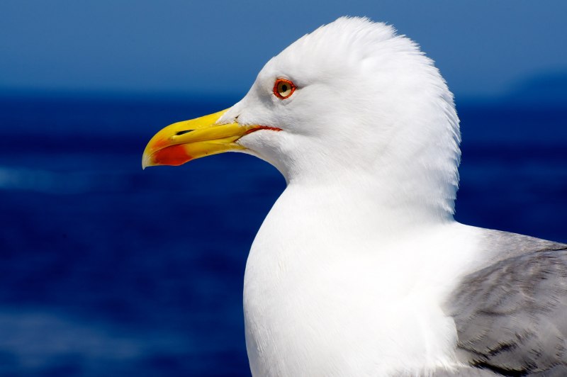 Чайка Seagull