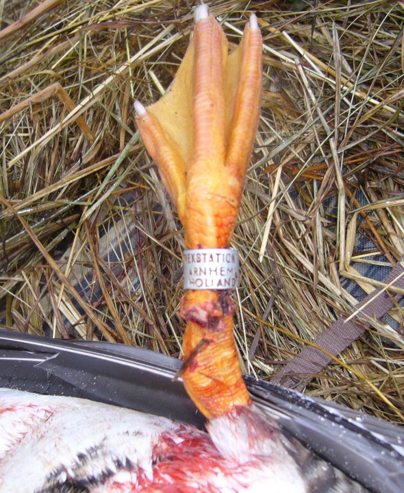 Лапки утки