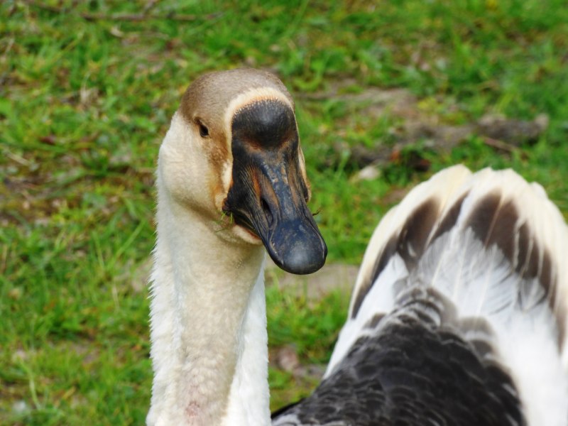 Полулапчатые гуси Anseranatidae