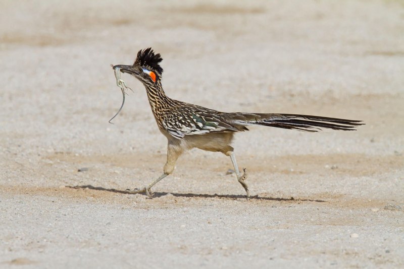 Geococcyx californianus