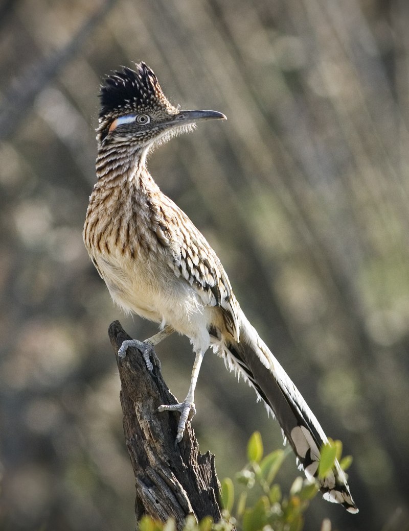 Geococcyx californianus