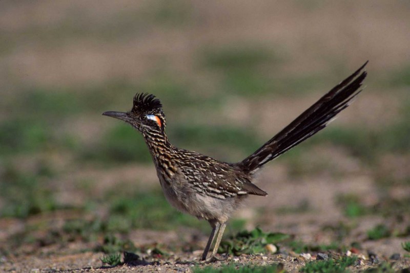 Geococcyx californianus