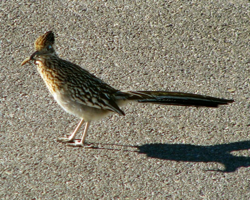 Кукушка Roadrunner