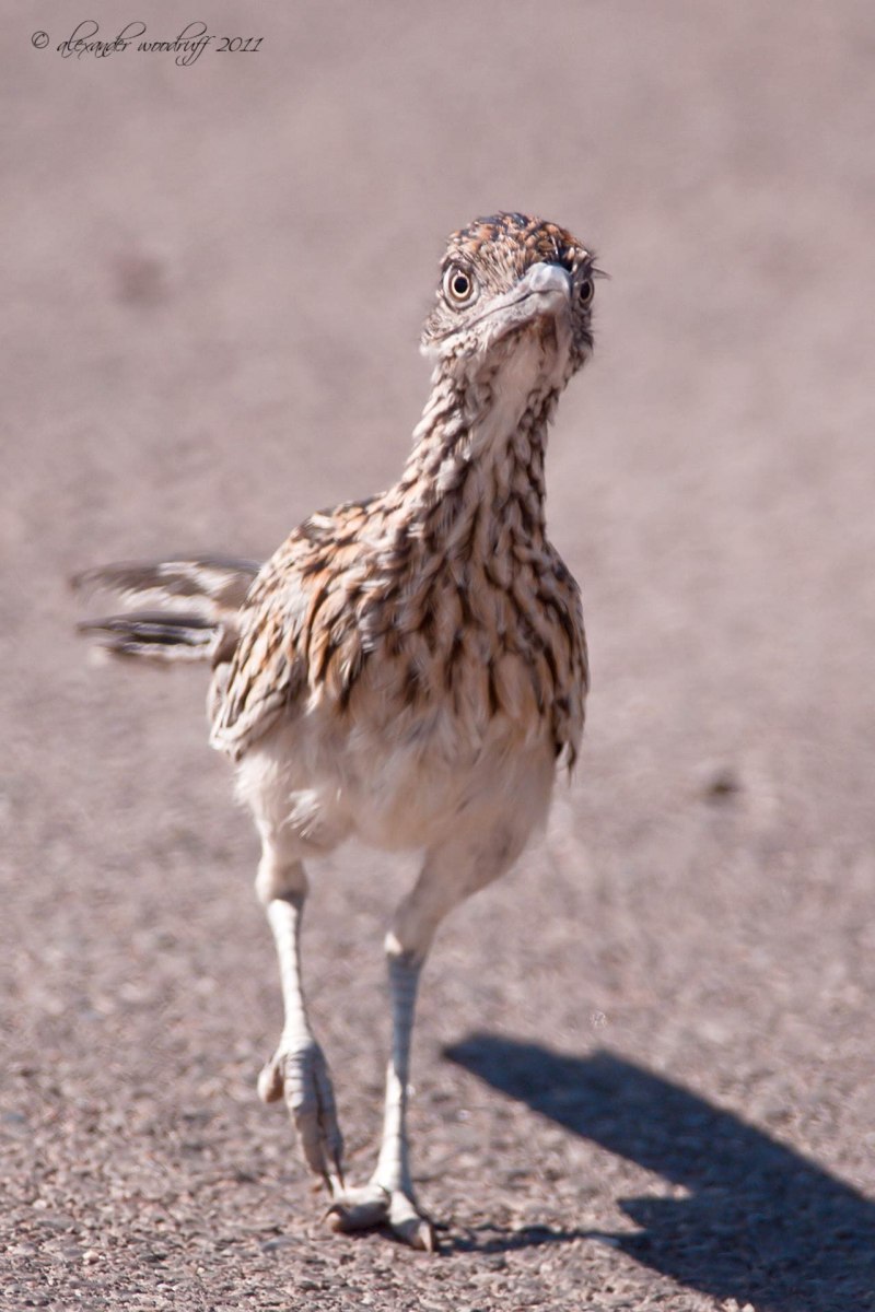 Roadrunner Bird