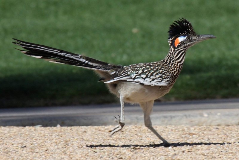 Roadrunner rrghr45182x