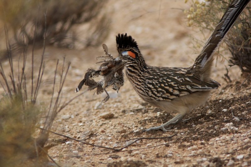 Кукушка Roadrunner