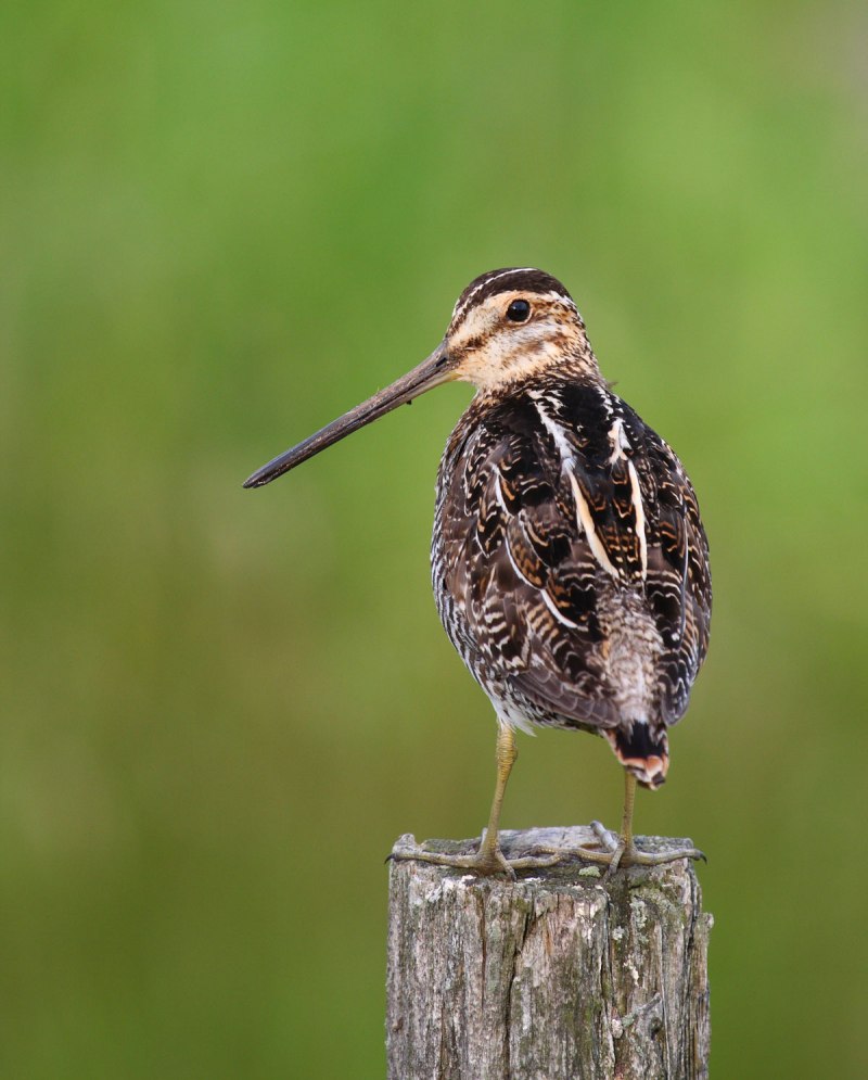 Sandpiper птица