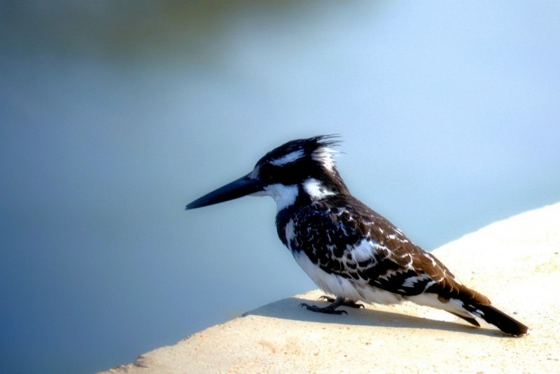 Кулик Бекас (Gallinago Gallinago)