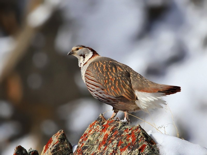 Tetraogallus altaicus