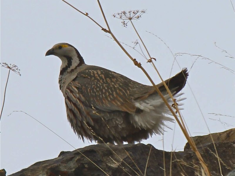 Tetraogallus tibetanus)