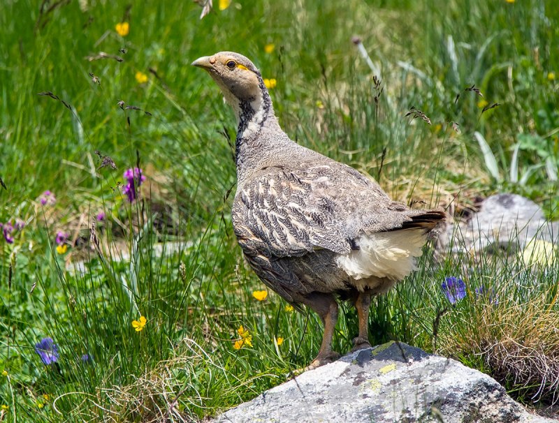 Кавказский улар (Tetraogallus caucasicus)