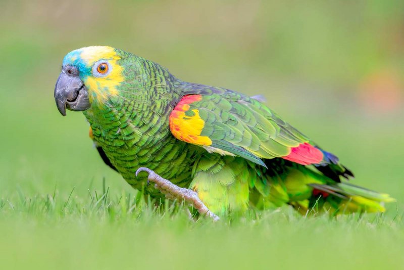 Амазонский попугай (67 фото)