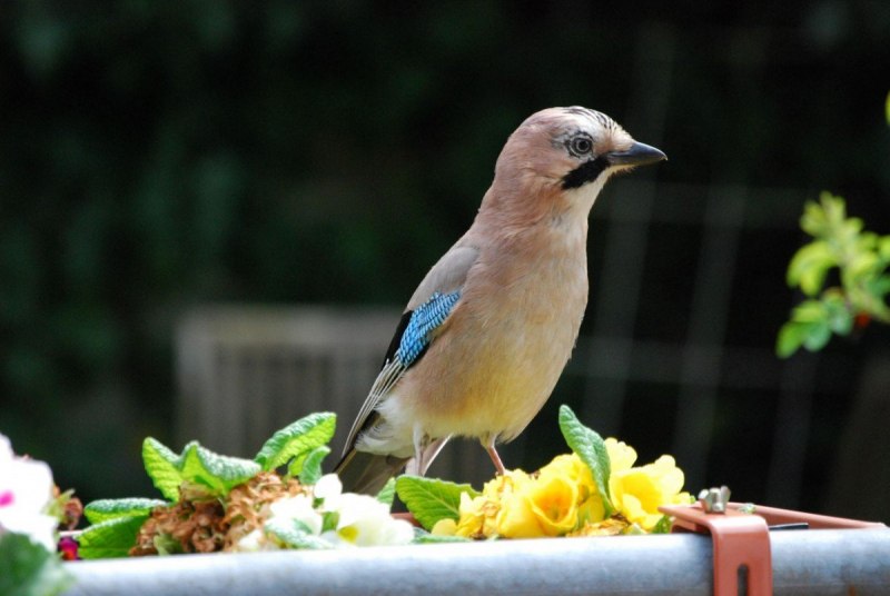 Сойка обыкновенная garrulus glandarius