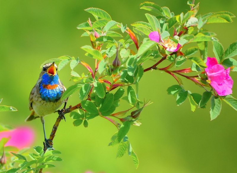 Природа птицы