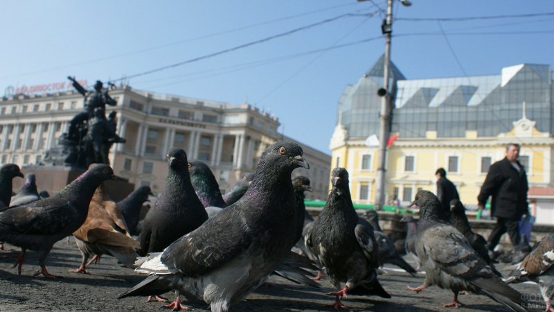 Городской голубь
