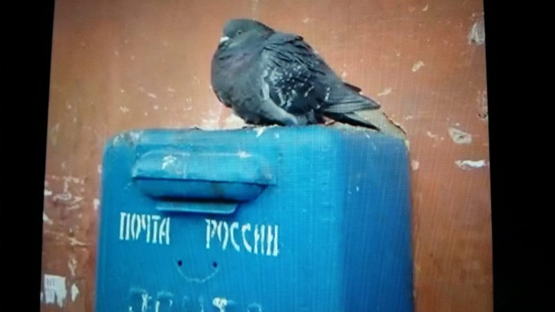 Почтовый голубь