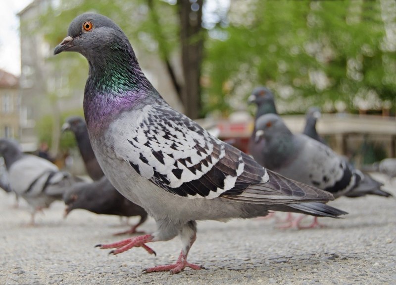 Сокоррский голубь