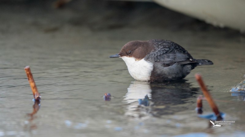 Воробей над водой