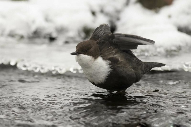 Водяной Воробей оляпка под водой