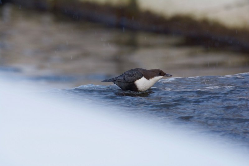 Водяной Воробей оляпка под водой