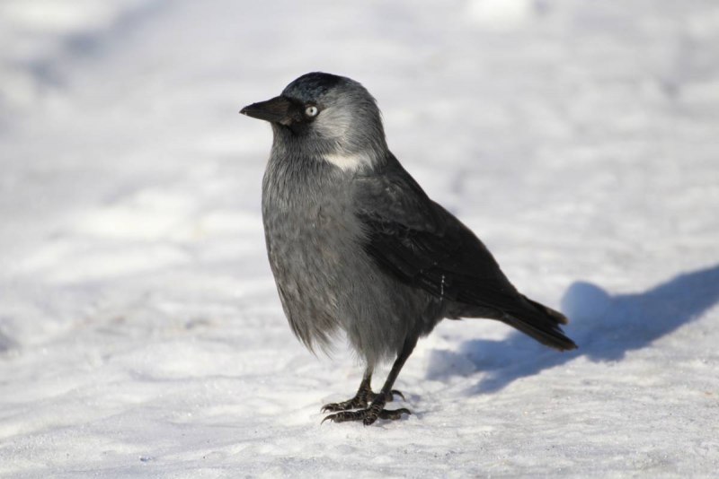 Галка птицы зимой (67 фото)