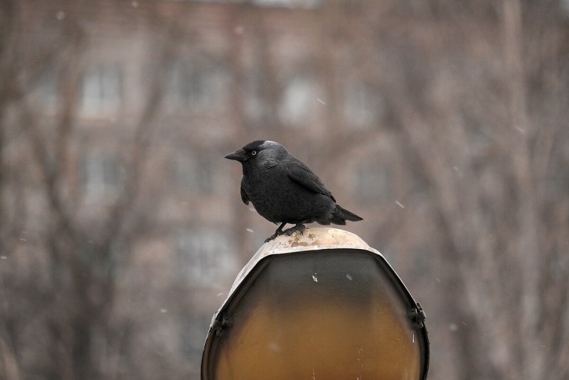 Галка на кормушке