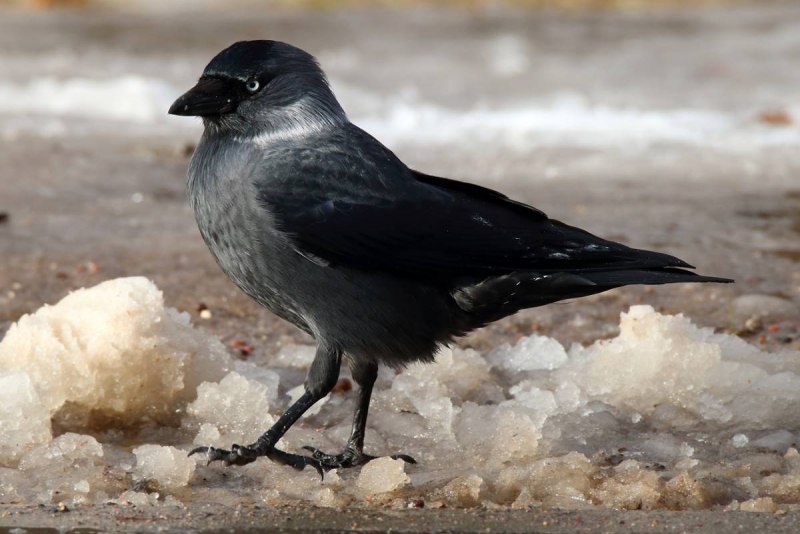 Галка обыкновенная ‒ Corvus monedula