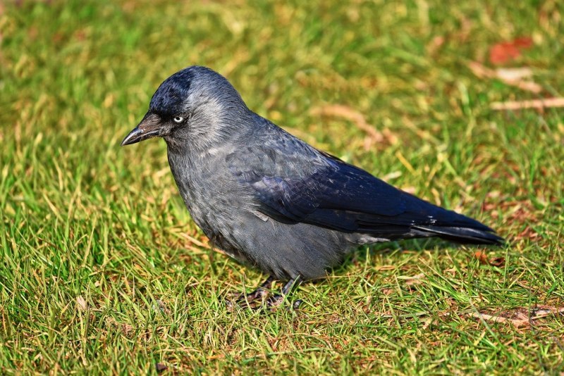 Галка – Corvus monedula l.