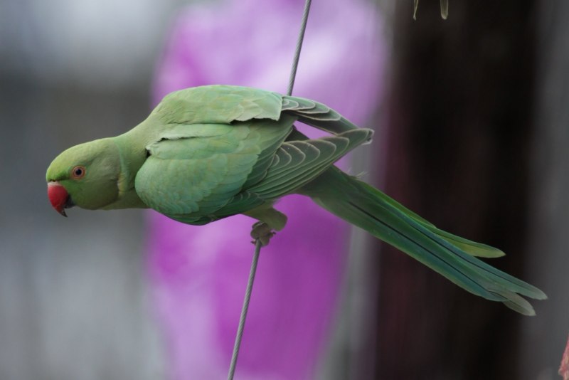 Ожереловый попугай ручной (70 фото)