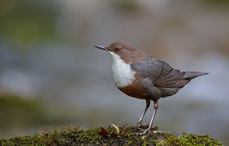 Оляпка (cinclus cinclus)