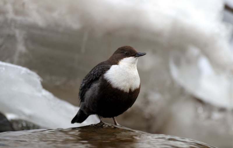 Пронурок (cinclus cinclus)