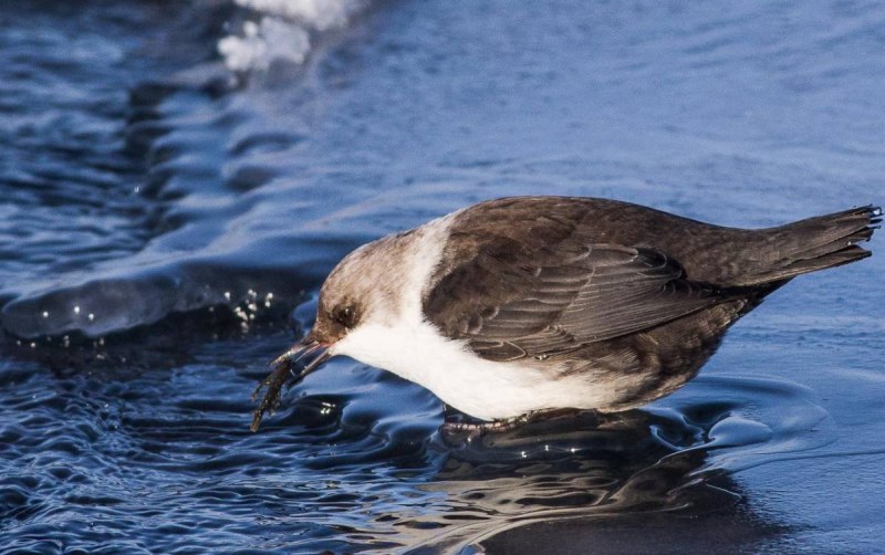 Водяной Воробей оляпка