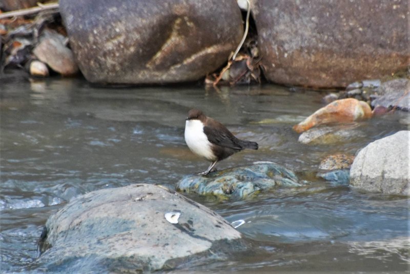 Водяной Воробей оляпка