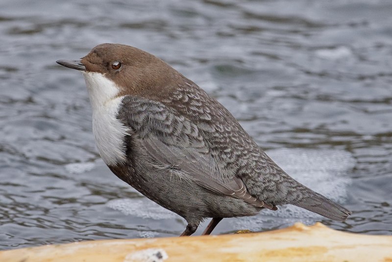 Оляпка (cinclus cinclus)