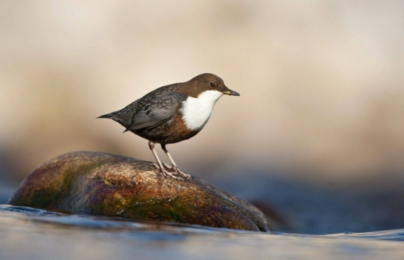 Оляпка (cinclus cinclus)