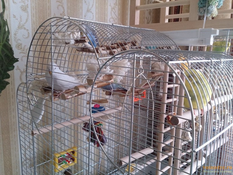 Вольер для разведения попугаев