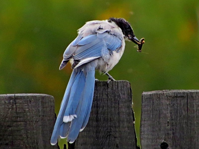 Голубые сороки (Cyanopica Cyana)