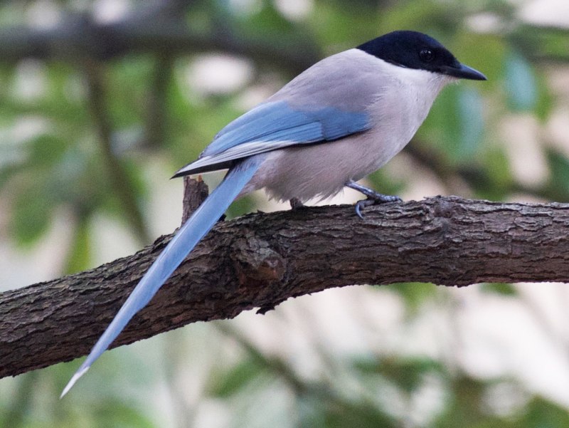 Голубые сороки (Cyanopica Cyana)