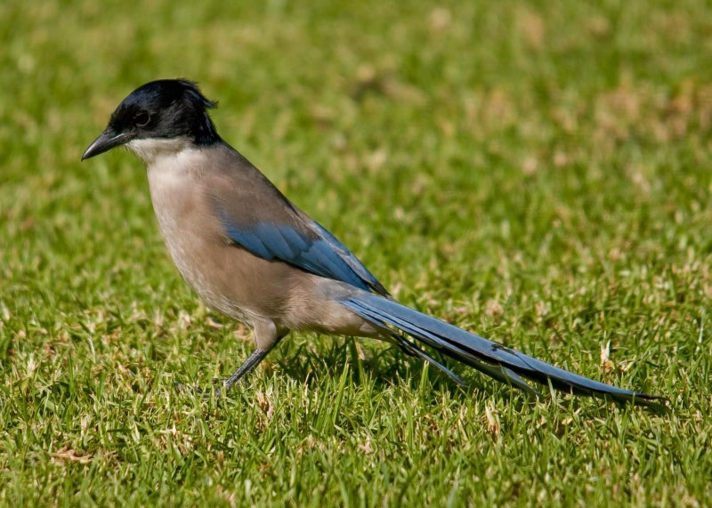 Голубые сороки (Cyanopica Cyana)