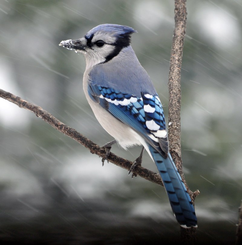 Сойка голубая (Cyanocitta cristata)
