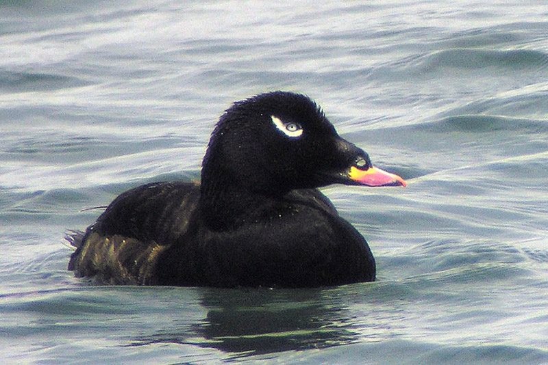 Синьга Melanitta nigra