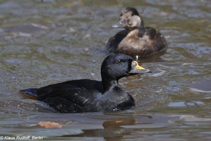 Surf Scoter