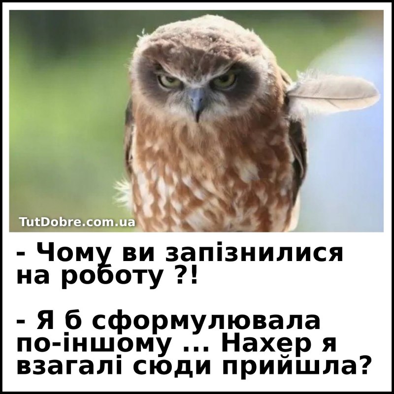 Смешные стишки про сову